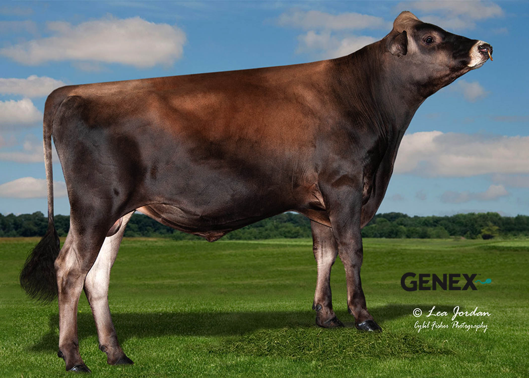 TLG-Bulls-DOUBS