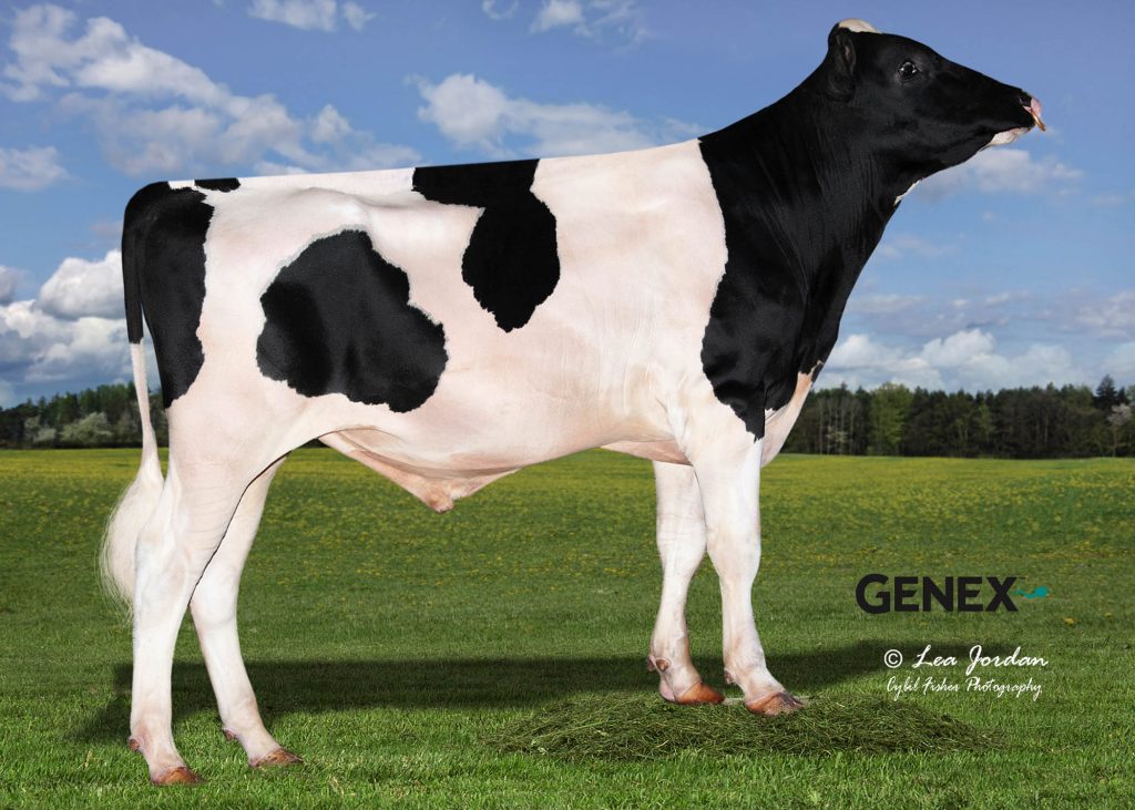 GXLEXION